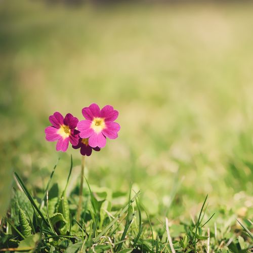 tapiceros-jaen-testimonio-dolores